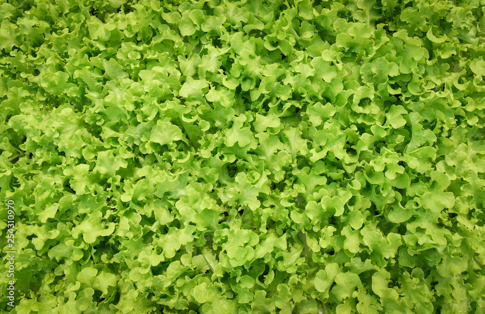 Fresh vegetable background green oak lettuce salad growing garden agriculture in the greenhouse Fresh vegetable background green oak lettuce salad growing garden agriculture in the greenhouse