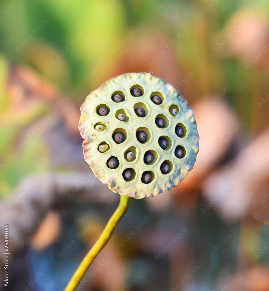 Lotus seeds on lotus pond field nature background Lotus seeds on lotus pond field nature background
