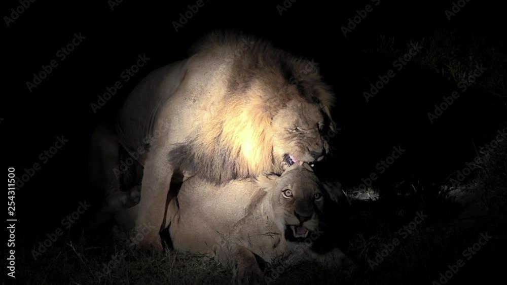 Lions Mating Illuminated by Spotlight at Night. Lions Mating Illuminated by Spotlight at Night.