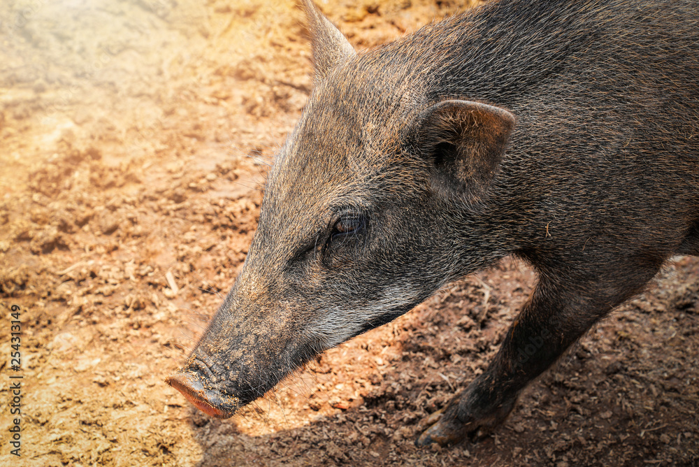 Black pig - Wild boar forest foraging eating on large cage in the wildlife sanctuary Black pig - Wild boar forest foraging eating on large cage in the wildlife sanctuary