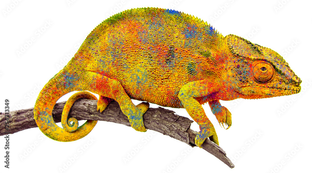 Obraz premium Caméléon 