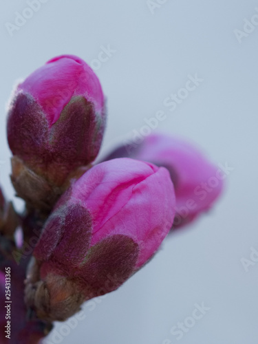 A close up of bright pink and magenta cherry tree flower buds, vertical orientation 