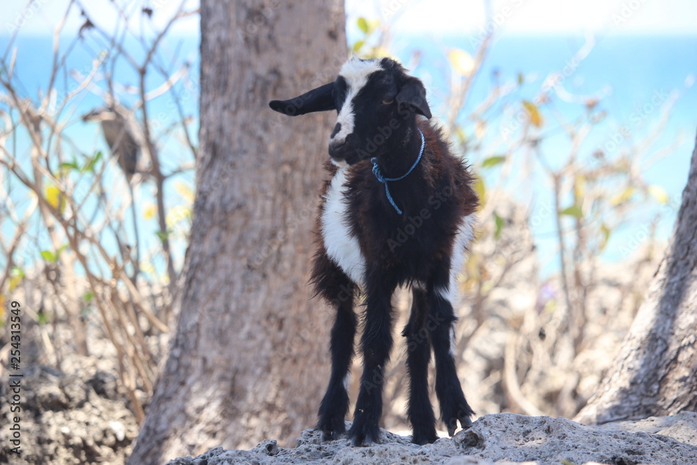Goats on the Island of Gili Ketapang, Indonesia Goats on the Island of Gili Ketapang, Indonesia