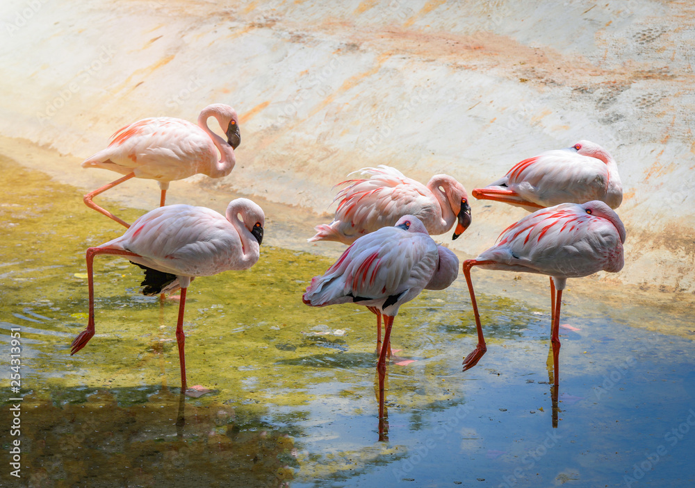 Group of pink white Greater Flamingo birds on water pond in the wildlife sanctuary Group of pink white Greater Flamingo birds on water pond in the wildlife sanctuary