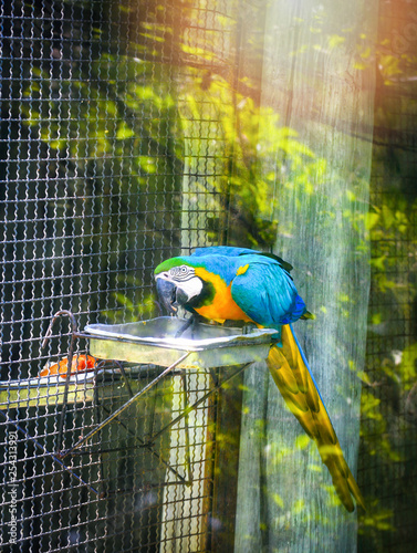 Fotótapéta Ara ararauna macaw parrot bird in the cage