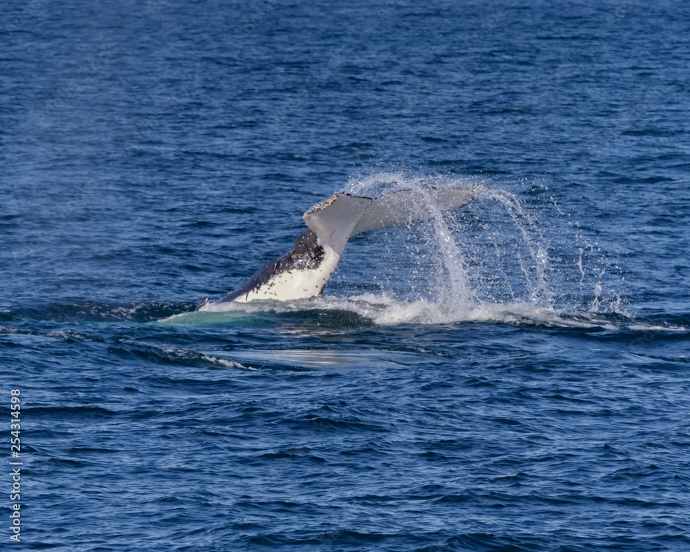 Fototapeta premium Humpback Whale Tail (Megaptera novaeangliae), Port Stephens, NSW