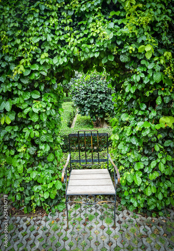 Green plant vine growing on arch with leaves tree