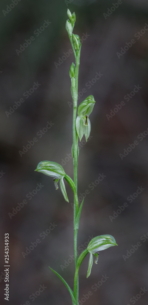 Close-up of Tall Greenhood Orchid (Pterostylis longifolia) - native to Australia - approx 10mm dia Close-up of Tall Greenhood Orchid (Pterostylis longifolia) - native to Australia - approx 10mm dia