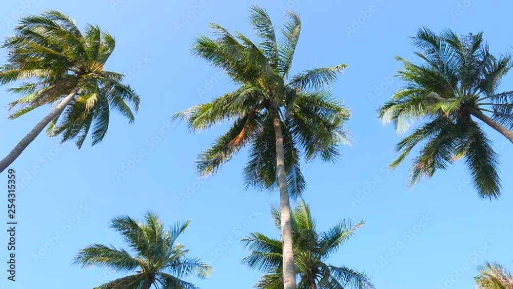 Palm trees blowing in high wind against a clear blue sky Palm trees blowing in high wind against a clear blue sky