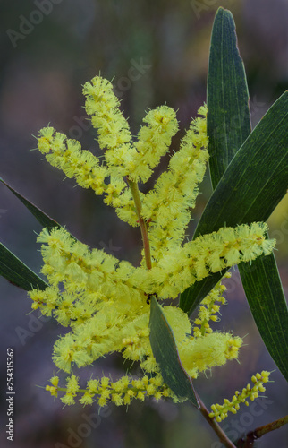 Close-up of Coastal Wattle (Acacia sophorae) - Australian native shrub