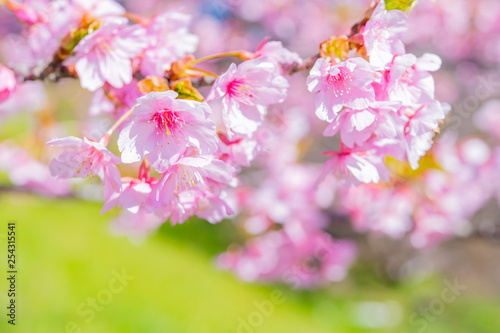 河津桜 春イメージ