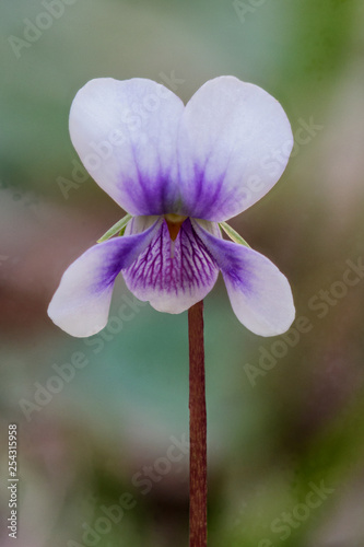 Close-up of Native Violet (Viola hederacea) - NSW, Australia