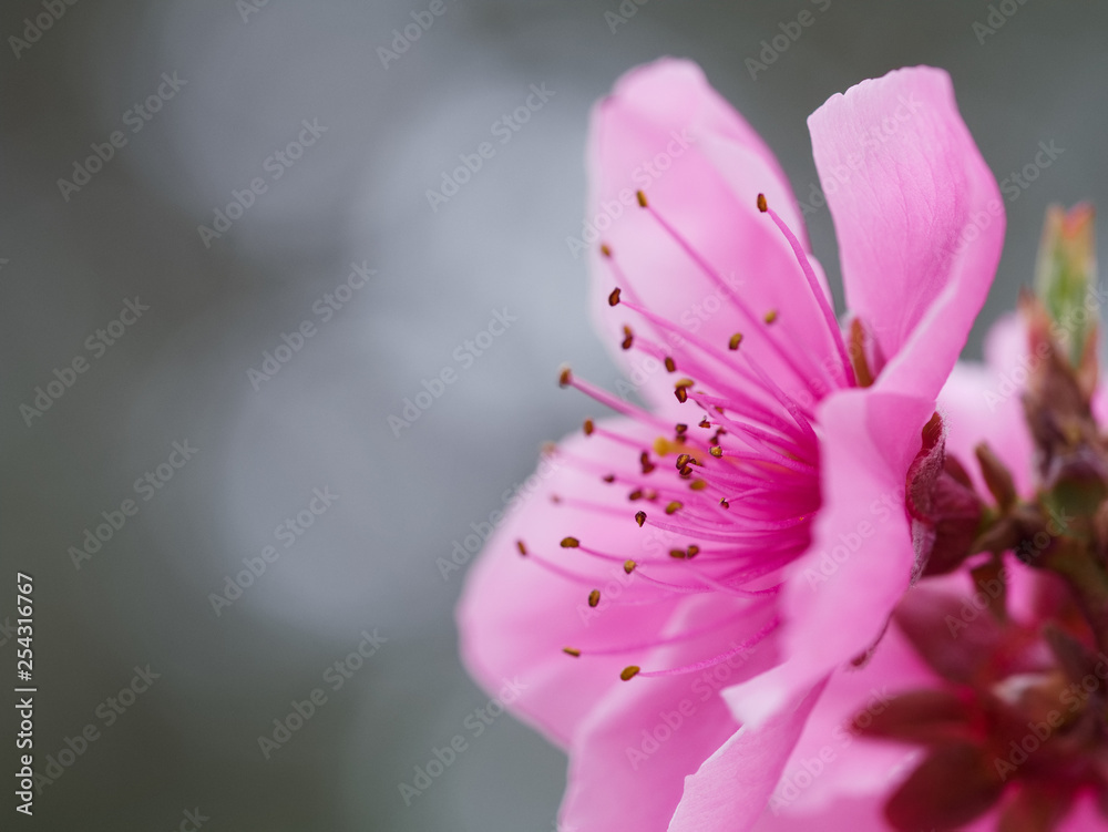 Side view close up of a bright pink peach fruit tree flower blooming in spring