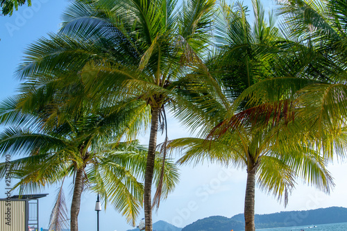 palm trees on the beach © shuntakawai