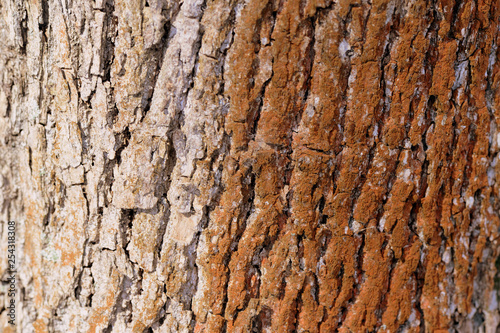 Old tree bark texture background close up. Brown color toned