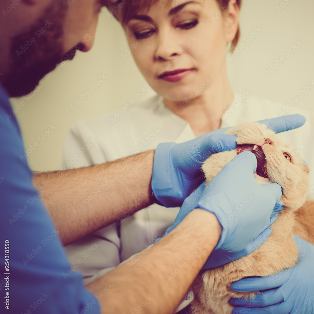 Obraz premium Closeup photo of male veterinarian inspecting the eyes of Scottish Fold cat in clinic
