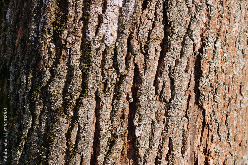 Old tree bark texture background close up. Brown color toned Old tree bark texture background close up. Brown color toned