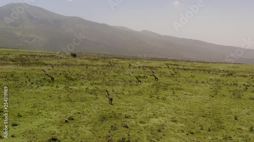 Numerous giraffes on a green hills of Ngorngoro near Serengeti valley, with safari tour cars in a distance. photo