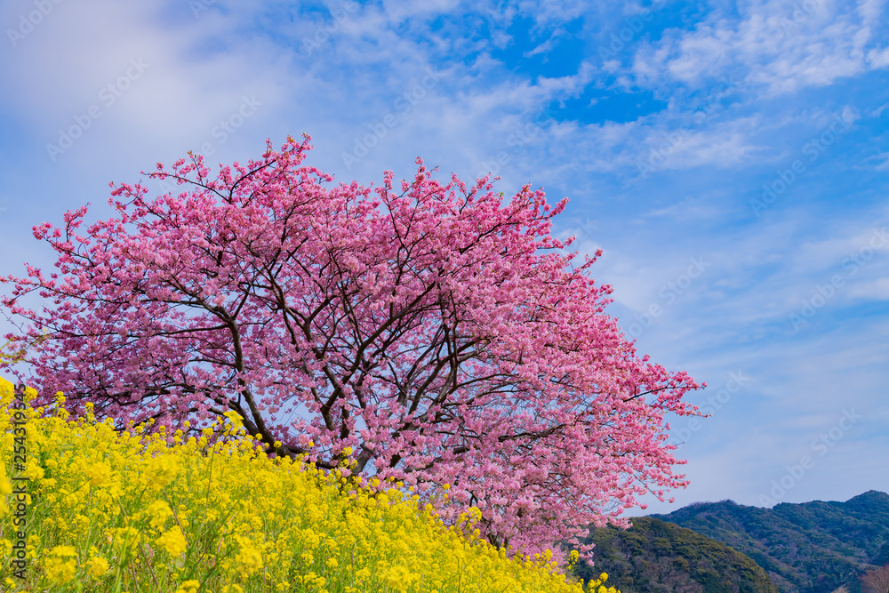 河津桜 静岡県賀茂郡南伊豆町 みなみの桜と菜の花まつり 河津桜 静岡県賀茂郡南伊豆町 みなみの桜と菜の花まつり