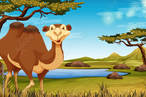 A camel in savana