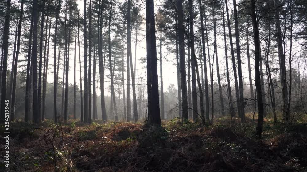Autumnal forest with sun rays through trees, in Scotland on a misty and sunny day
