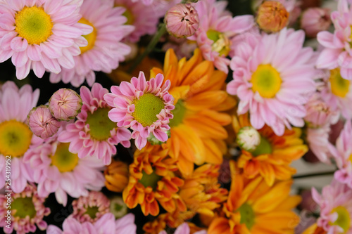 Colorful flowers chrysanthemum made with gradient for background,Abstract,texture,Soft and Blurred style.postcard.