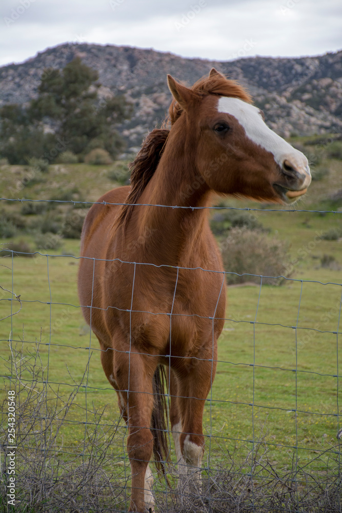 Caballo