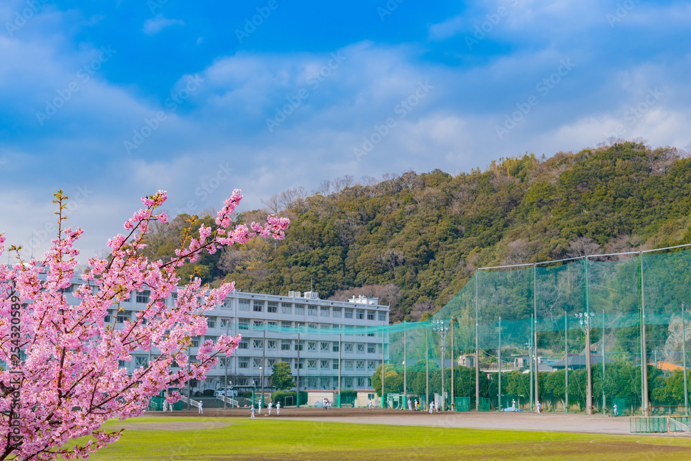 学校と桜のある風景　河津桜　春イメージ