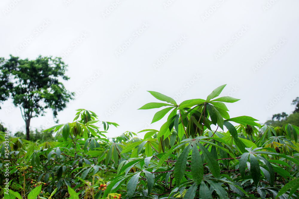 Cassava in rainy season.