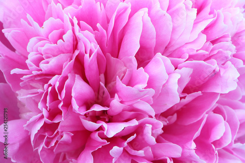 Pink Peony  natural background