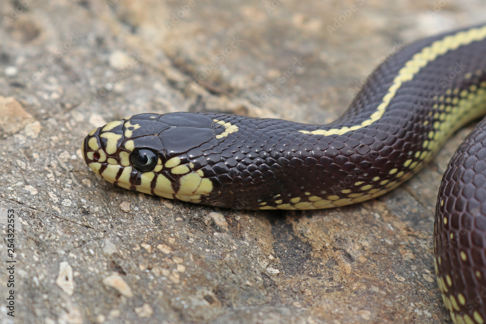 Obraz premium Striped Color Phase California Kingsnake (Lampropeltis californiae)