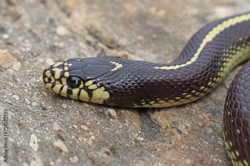 Striped Color Phase California Kingsnake (Lampropeltis californiae)