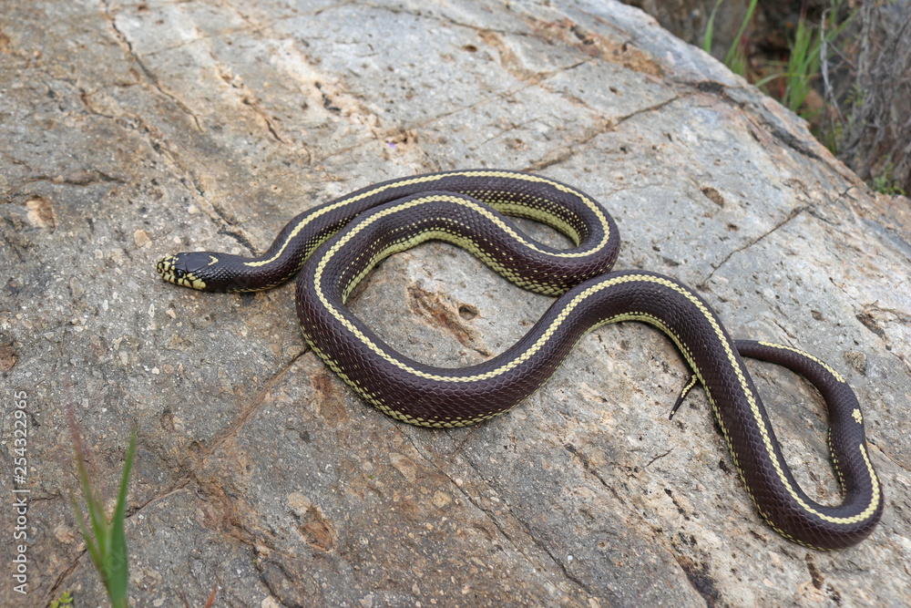 Kingsnake California Striped (Lampropeltis californiae) Kingsnake California Striped (Lampropeltis californiae)