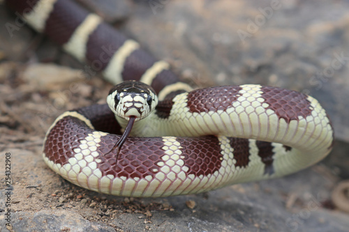 Photography California Kingsnake Banded (Lampropeltis californiae)