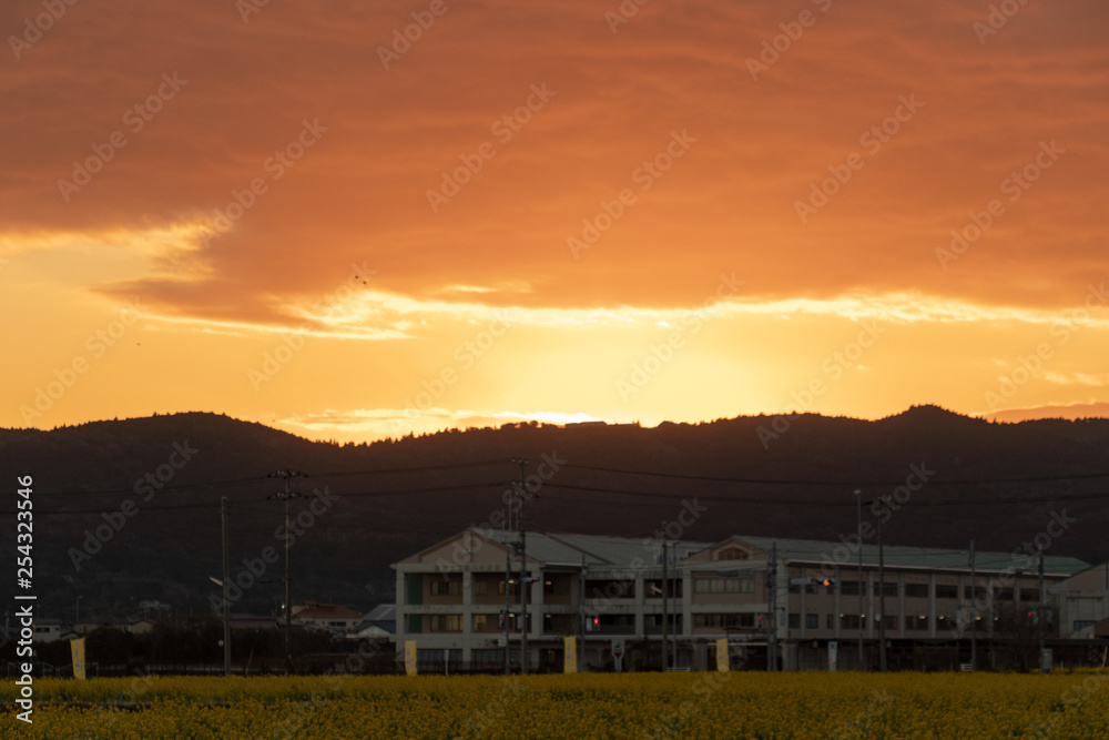 Field of rape blossoms, road of rape field 2019, Kamogawa-city, Chiba, Japan Field of rape blossoms, road of rape field 2019, Kamogawa-city, Chiba, Japan