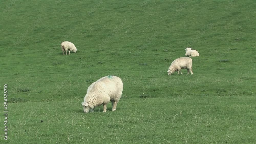 Marshland with sheep at a dike near Husum at the North Sea, Germany. Marshland with sheep at a dike near Husum at the North Sea, Germany.