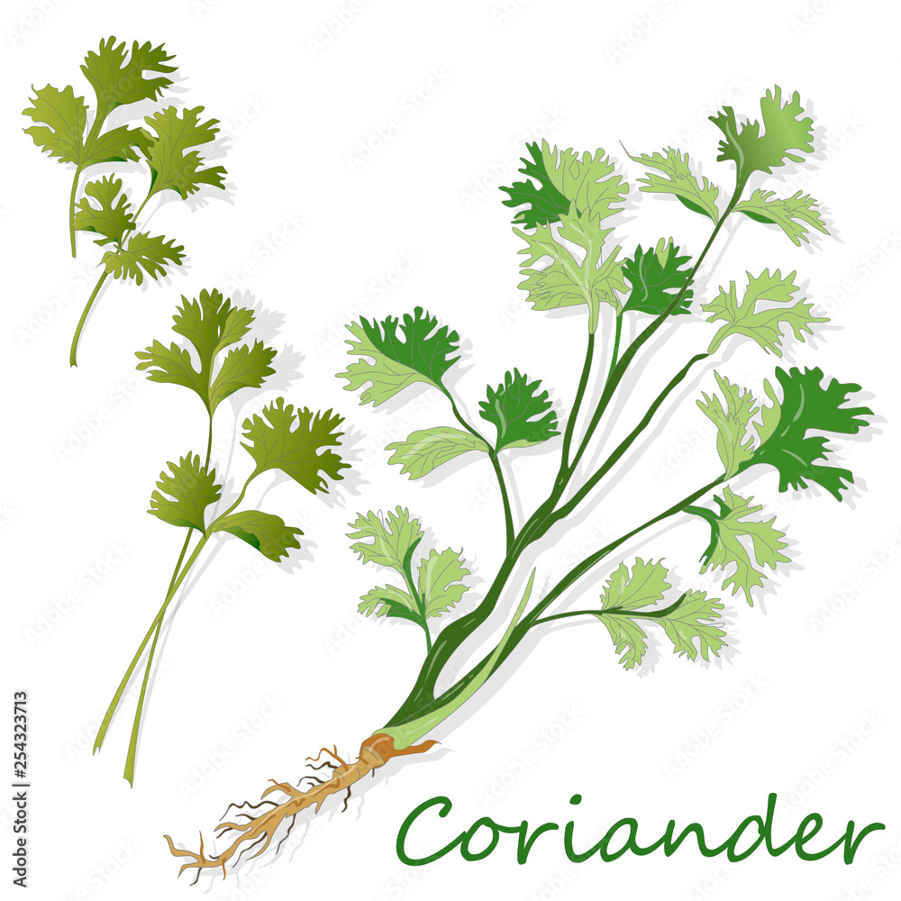 Fresh coriander or cilantro herb. Vector illustration isolated. Fresh coriander or cilantro herb. Vector illustration isolated.