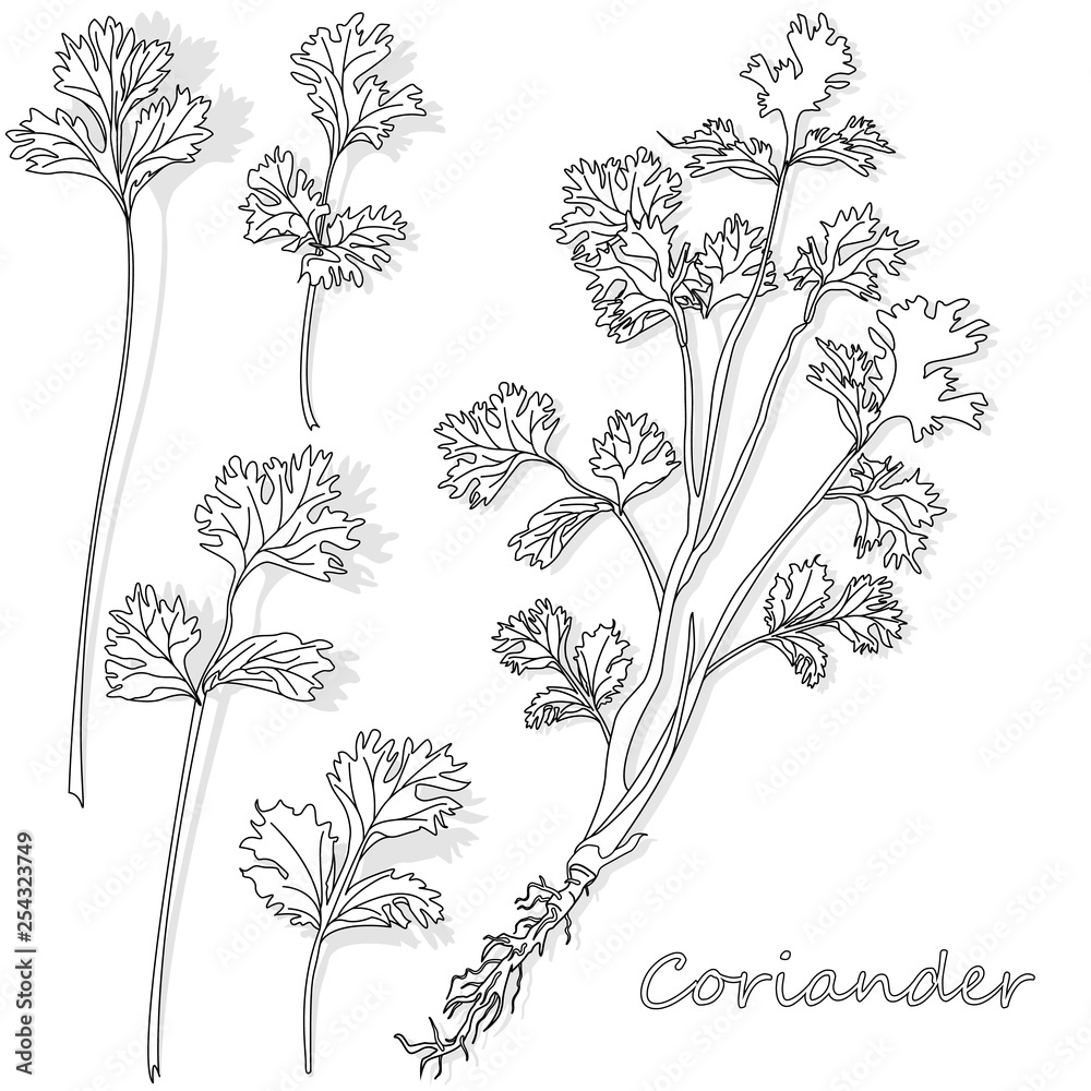 Fresh coriander or cilantro herb. Vector illustration isolated. Monochrome - obrazy, fototapety, plakaty 
