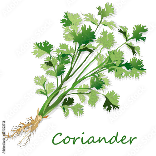 Fresh coriander or cilantro herb. Vector illustration isolated.