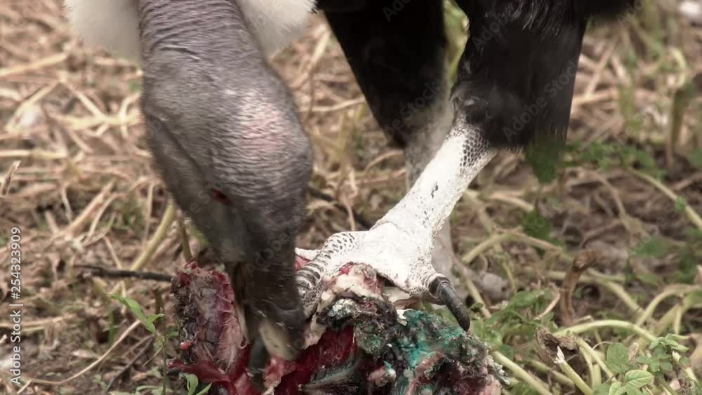 Close up of an Andean condor eating carrion Close up of an Andean condor eating carrion