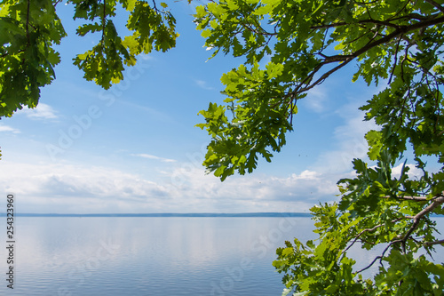 Wallpaper Mural Green tree against the sky. Torontodigital.ca