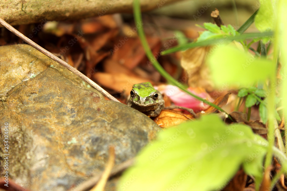 Naklejka premium からカエル