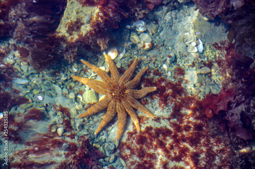 on the bottom of the sea a seastar slowly crawls along © Daryl