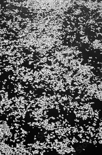 川面に流れる桜の花びら
