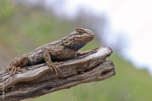 Canvas Print Western Fence Lizard on Limb (Sceloporus occidentalis)