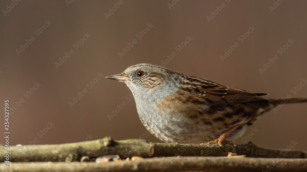 Oiseaux du Grésivaudan - Isère. Oiseaux du Grésivaudan - Isère.