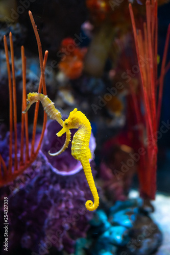 Sea horse in aquarium. These seahorses live in the warm seas around Indonesia, Philippines and Malaysia.