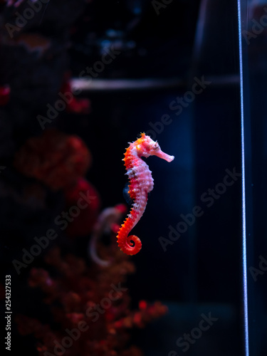 Sea horse in aquarium. These seahorses live in the warm seas around Indonesia, Philippines and Malaysia.