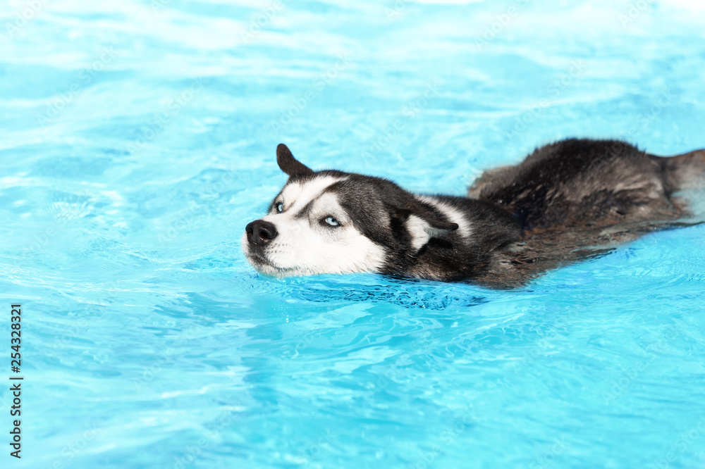 An angry Siberian husky female dog is swimming in a pool. She has black and white fur and amazing blue eyes. She is not pleased to swim in a pool. The water has an azure and blue color.