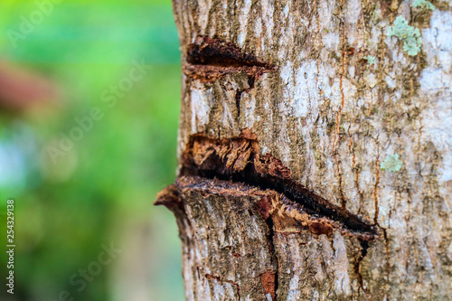 bark, trunk, rough, surface, timber, material, macro, design, closeup, abstract, background, brown, carved, color, cross, detail, environment, forest, knife, marking, natural, nature, old, park, patte